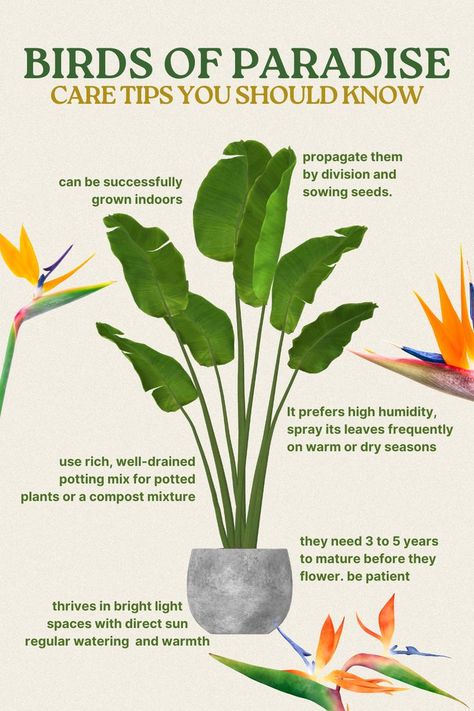 Bird Of Paradise Plant Indoor, Strelitzia Reginae, Birds Of Paradise Plant, Creative Garden Decor, Bird Of Paradise Plant, Paradise Plant, Birds Of Paradise Flower, Plant Care Houseplant, Living Room Plants