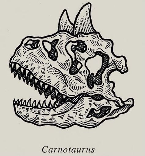 Pachycephalosaurus Skull Tattoo, Dinosaur Skull Illustration, Pachycephalosaurus Tattoo, Dinosaur Skull Tattoo, Animal Skull Drawing, Line Tattoo Ideas, Engraving Tattoo, Beginner Tattoos, Dinosaur Tattoos