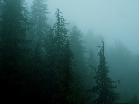 forest mist by ex_magician, via Flickr Foggy Forest, Pine Trees, Trees, Forest