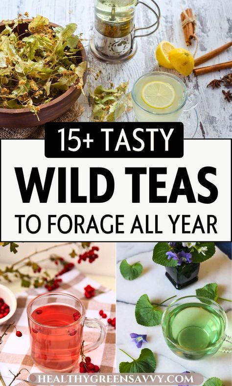 Foraged Tea, Elderflower Tea Recipe, Plants For Tea, Tea Infusion Recipes, Nettle Leaf Tea, Edible Flower Garden, Sweet Fern, Medicinal Wild Plants, Elderberry Tea