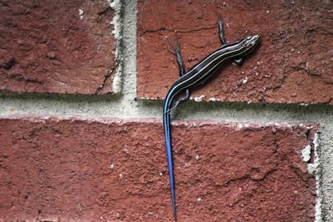 Blue Tailed Skink, Skink Lizard, Reptile Pets, Small Lizards, Land Animals, Blue Tail, Some Interesting Facts, Reptiles Pet, Lizards