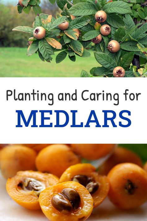 Medlar Recipes, Medlar Tree, Loquat Tree, Growing Fruit Trees, Vegetable Garden Planning, Apple Blossoms, Cheap Wine, Wild Apple, Food Forest