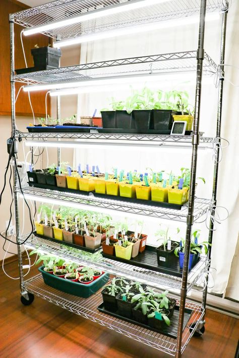 Best Low-Cost Indoor Seed Starting Supplies | Empress of Dirt Seedlings Indoors Starting, Seed Starting Indoors Diy, Growing Vegetables Indoors, Seedlings Indoors, Starting Seeds, Garden Shelves, Indoor Greenhouse, Starting Seeds Indoors, Seed Starter