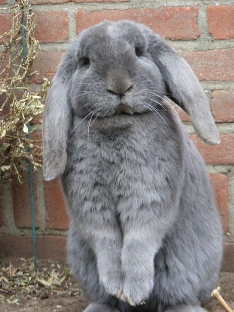 So cute he almost looks fake Baby Bunnies, Hamsters, Flemish Giant Rabbit, Giant Rabbit, Flemish Giant, Tapeta Galaxie, Funny Bunnies, Cute Creatures