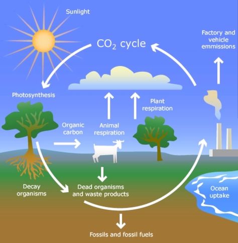 Carbon Cycle Diagram, The Carbon Cycle, Nutrient Cycle, Biology Textbook, Carbon Cycle, Basic Physics, Broken Screen Wallpaper, High School Biology, Ancient History Facts