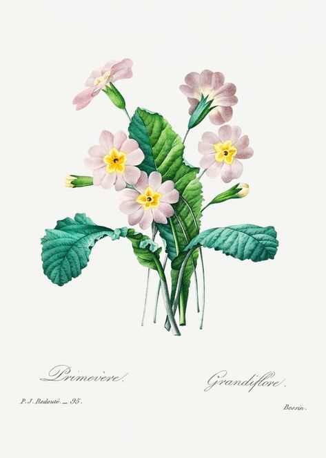 Redoute Flowers, Flower Clipart Png, Botanical Printables, Free Illustration Images, Antique Illustration, Plant Drawing, Botanical Drawings, Digital Flowers, Rock Design