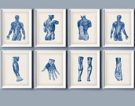 "Set of 8 Musculature Art Human Anatomy Art Physiology Art Medical Painting Massage Room Decor Physiotherapist Office Wall Art Thank you for visiting my shop! BUY 2 GET 2 FREE You can download and print my arts in sizes 5x7\" 8x10\" 11x14\" 12x16\" 16x20\" If you need other sizes, write to me  and I will definitely send them in the right size to your email Best regards, Alex" Blue Massage Room, Physical Therapy Wall Art, Physical Therapy Decor, Deco Cabinet Medical, Physiotherapy Room Decor, Waiting Room Design Medical, Medical Painting, Physiology Art, Art Human Anatomy