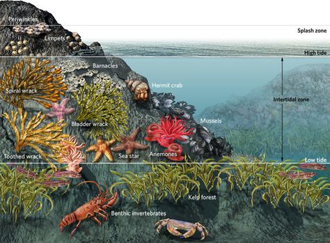 Pool Sketch, Ocean Food Web, Pool Illustration, Oceanography Marine Biology, Ocean Food, Ocean Ecosystem, Earth Projects, Underwater Images, Cnidaria