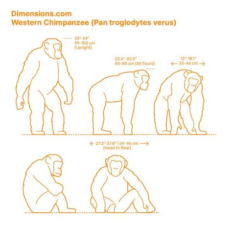 Chimpanzee Illustration, Chimpanzee Drawing, Mammals Animals, Long Fingers, Shin Godzilla, Animals Information, Animal Illustration Art, Animal Anatomy, Animal Study