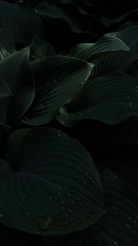 Leaves Wallpaper Iphone, Aesthetic Image, Green Leaf Background, Dark Black Wallpaper, Dark Green Aesthetic, Black Background Wallpaper, Slytherin Aesthetic, Plant Wallpaper, Plant Aesthetic