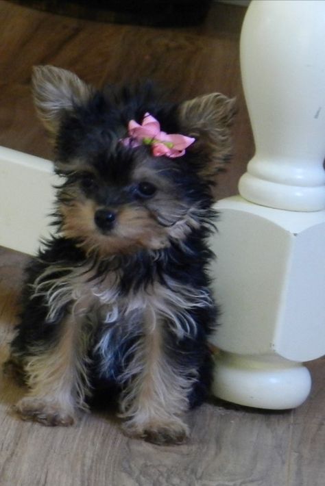 Tea Cup Puppy, Yea Cup Yorkie, Yea Cup Puppies, Teacup Yorkie Puppies For Sale Near Me, Spoiled Yorkie, Yorkie Teacup Puppies, Miniature Yorkie, Tea Cup Puppies, Tea Cup Yorkie