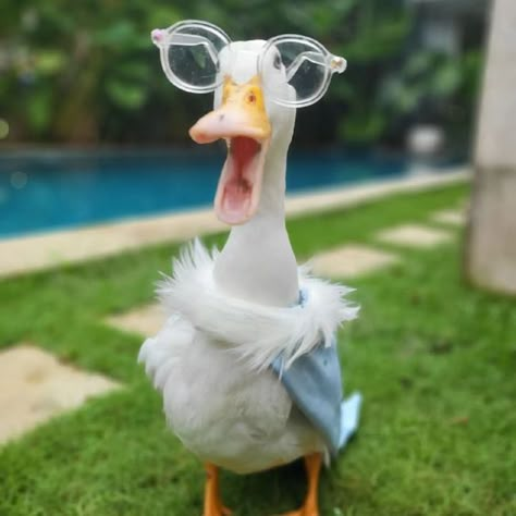 Silly Duck Pictures, Duck Memes, Lucky Ducky, Duck Pictures, Cute Ducks, Duck Wallpaper, What The Duck, Pet Ducks, Ducks And Geese