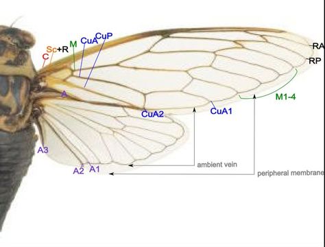 Cicada wing for reference of thickness Wing Anatomy, Types Of Wings, Winged Stencil, Wing Structure, Cicada Wings, Beetle Wings, Insect Wings, Fairy Crafts, Anatomy Poses