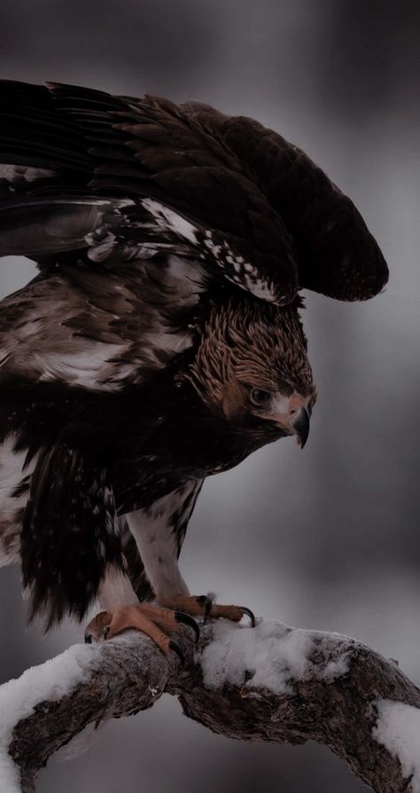 Bird Of Prey Aesthetic, Bird Of Prey Photography, Falconer Aesthetic, Red Tailed Hawk Aesthetic, Avian Aesthetic, Falcon Aesthetic, Hawk Aesthetic, Eagle Aesthetic, Tog Aesthetic