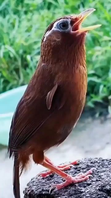 Birds Voice, Wild Birds Unlimited, Canary Birds, Birds Of Australia, Brown Spots On Face, Most Beautiful Birds, Funny Birds, Nature Birds, Cute Wild Animals