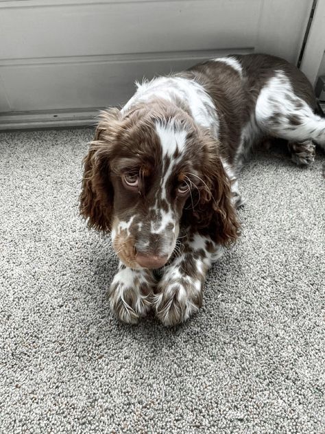 Dog Springer Spaniel, Puppy Springer Spaniel, Cute Springer Spaniel Puppies, English Spaniel Springer, English Spaniel Cocker, Golden English Cocker Spaniel Puppy, Brown And White Cocker Spaniel, Springer Spaniel Aesthetic, Spaniels Breeds