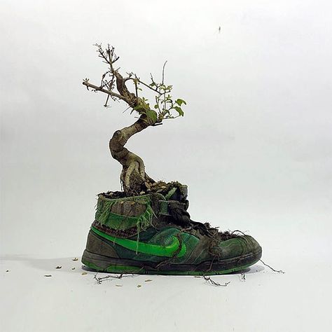 Nike shoe bonsai tree Mr Plant, Old Nikes, Chia Pet, Creative Shoes, Urban Street Art, Tree Trunks, Blooming Plants, Nike Vintage, Literature Art