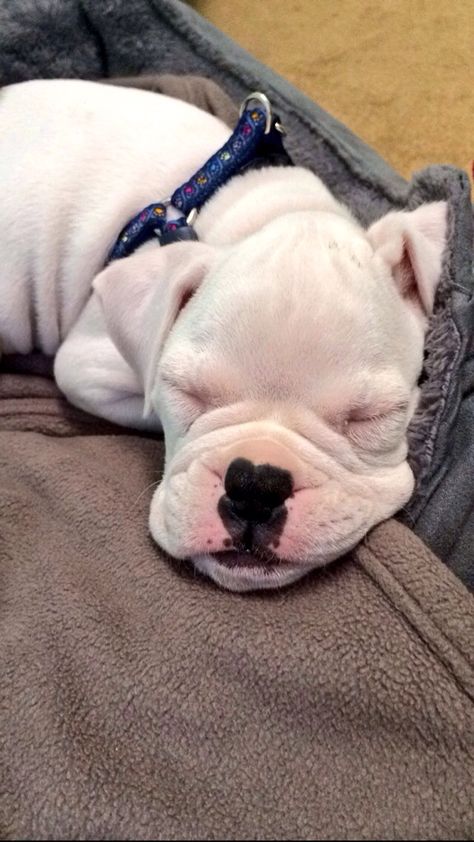 8 week old Boxer puppy White Boxer Puppy, White Boxer Dogs, Puppy Boxers, Boxer Animal Farm, Bulldog Boxer Mix Puppy, Boxer Dogs Facts, Dog Humor, Boxers Dogs, Dog White