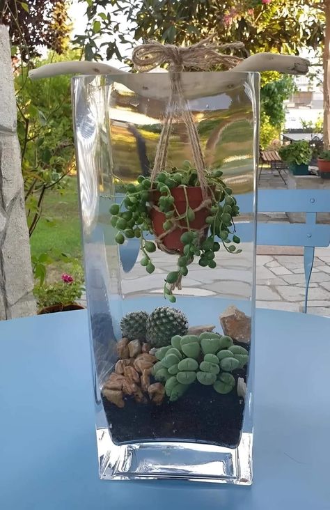 Succulent Garden Design, نباتات منزلية, Succulent Garden Diy, Inside Plants, Succulent Gardening, Garden Terrarium, Plant Decor Indoor, Terraria, Terrarium Plants