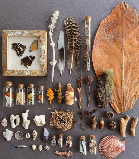 Nature Display Ideas, Nature Collection Display, Goblincore Collection, Nature Flatlay, Nature Trinkets, Art Made From Nature, Trinkets Aesthetic, Oddity Collection, Things To Collect