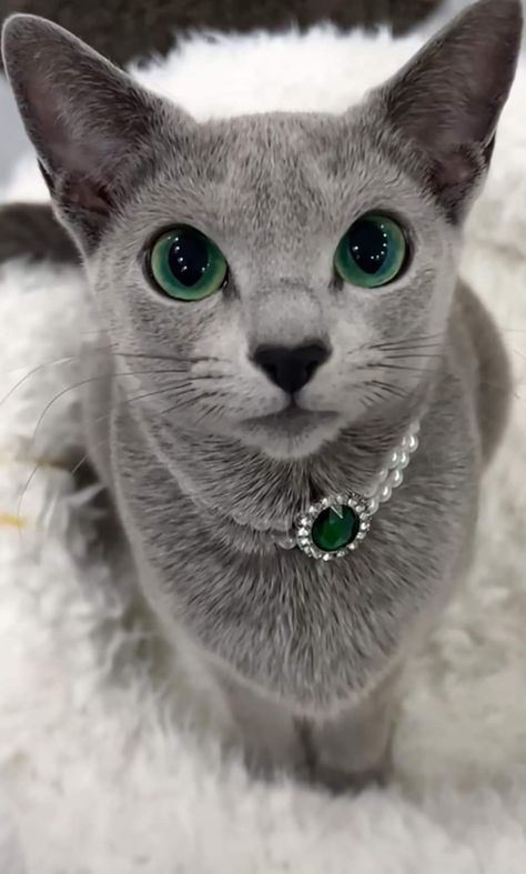 Korat, Russian Blue Cat, Gorgeous Cats, Cute Cats Photos, Pretty Animals, Cat Photography, Russian Blue, Blue Cats, Cute Cats And Dogs