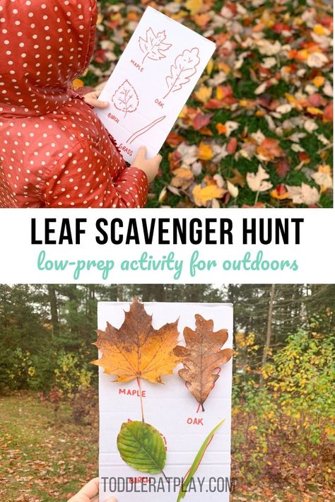 This outdoor Leaf Scavenger Hunt is a great reason to head outdoors and get kids moving! They will have a ton of fun searching for leaves, matching them up to the pictures on the cardboard and then securing them to the board.    #outdooractivity #outdoorkids #leafhunting Gross Motor Leaf Activities, Leaf Scavenger Hunt, Fall Leaf Activities, Leaf Activities, Homeschooling Activities, Preschool Activities Toddler, Autumn Activities For Kids, Outdoor Activities For Kids, Indoor Activities For Kids