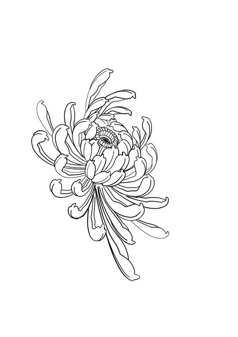 Chrysanthemum Tattoo Drawing, Crsanthmum Flower Tattoo, Chrysanthemum Tattoo Outline, Fine Line Chrysanthemum Tattoo, Chrysanthemums Tattoo, Chrysanthemum Tattoo, Tattoo Outline, Cheshire Cat, Chrysanthemum