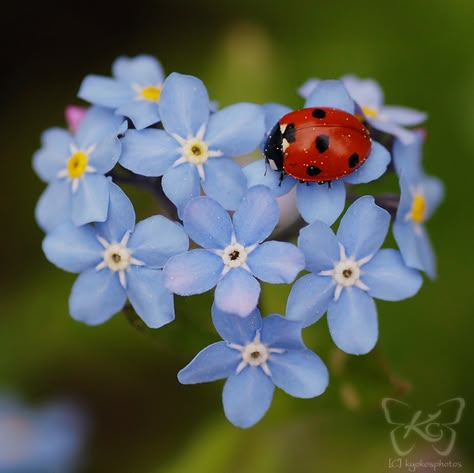 Beautiful!...........................d Beautiful Bugs, Airbrush Art, Diy Pattern, Delicate Flower, Flower Photos, A Lady, Lady Bug, Nature Animals, Beautiful Creatures