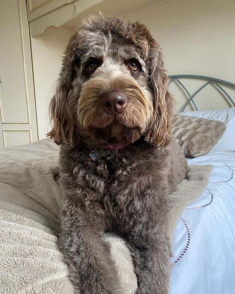 Doodle Dogs Breeds, Mini Doodle Dog, Doodle Breeds, Mini Poodle Mix Breeds, Doodles Dogs Breeds, Doodle Mix Breeds, Dog Breeds For First Time Owners, Best Dog Breeds For First Time Owners, Doodle Dog Breeds