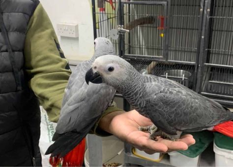 Baby african gray African Grey Parrot Tattoo, Gray Parrot, African Grey Toys, African Gray Parrots, Birds For Sale, Gray Parrot African, Eggs For Sale, London Free, African Grey Parrot