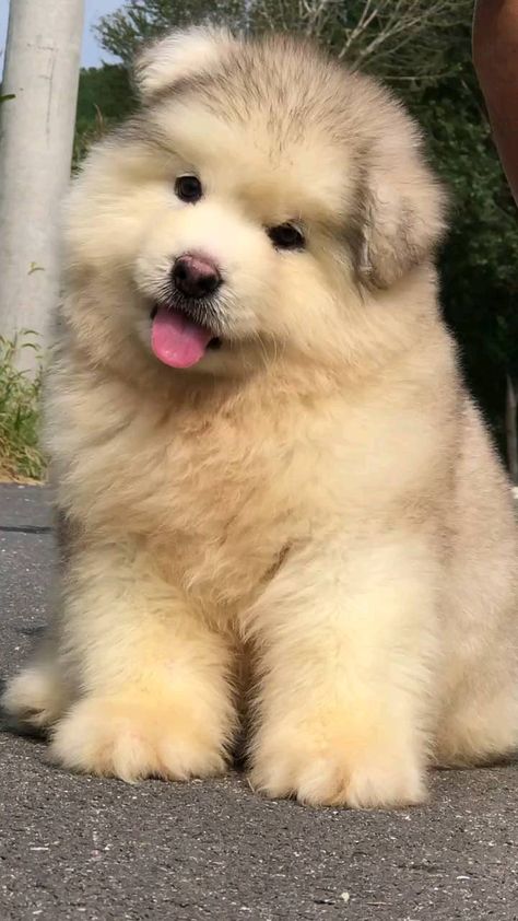 dogs.loverss0 on Instagram: I'm so beautiful 🐶🥰 . . Follow us ➡️ @dogs.loverss0 . . 🎥 Crédit : @unknown (For crediting issues or removal please DM) . . . #dog… Nature, Huge Fluffy Dogs, Alaska Dog, Cute Fluffy Dogs, Cute Small Dogs, Dog Spaces, Super Cute Puppies, Cute Animals Puppies, Very Cute Dogs