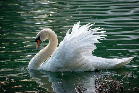 The swan returns once every single year. Birds Wallpaper Hd, Framed Landscape Art, Swan Pictures, Swan Bird, Mute Swan, John Keats, Landscape Canvas Art, Lake Pictures, Bird Wallpaper