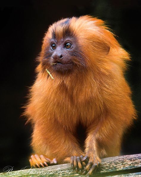 Leontopithecus rosalia is a small New World monkey native to the Atlantic coast of Brazil. (a.k.a. the golden marmoset) Lion Tamarin Monkey, Golden Tamarin, Monkey Photography, Monkey Species, Orange Monkey, Golden Lion Tamarin, Marmoset Monkey, Red Monkey, Ape Monkey