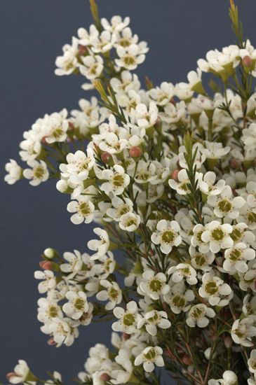 White Waxflower, White Wax Flower, Valentine Bouquet, Flower Identification, Wax Flower, White Lady, Bridal Shower Flowers, Flower Guide, Flower Meanings