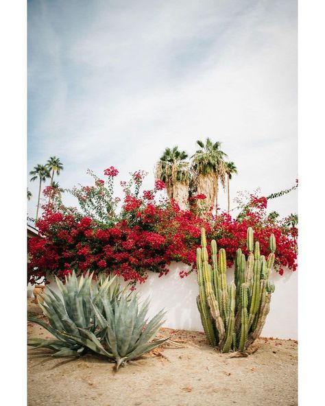 California Cactus Garden, Tropical Garden California, Palm Springs Plants, Palm Springs Cactus, Palm Springs Desert Landscape, California Desert Landscaping, Palm Springs Yard, Cactus Backyard, Desert Garden Landscaping