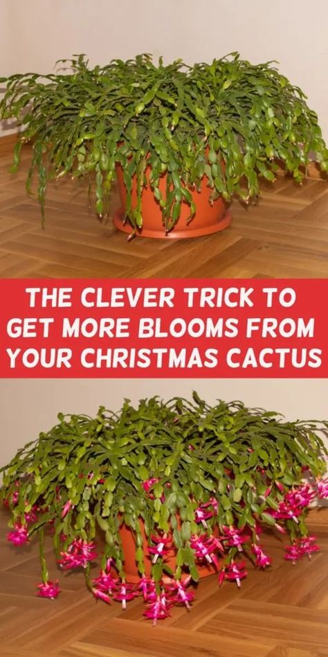 Cacti Garden, Christmas Cactus Care, Christmas Cactus Plant, Easter Cactus, Holiday Cactus, Garden Remedies, Cactus Care, Household Plants, Plant Care Houseplant