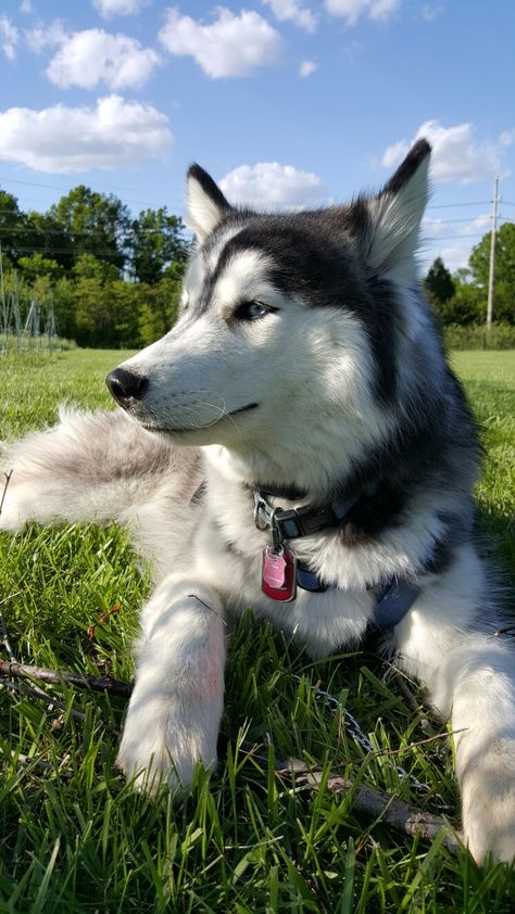 Such a pretty girl! Haski Dog, Siberian Dog, Cute Husky Puppies, Puppy Dog Pictures, Malamute Dog, Cute Husky, Siberian Husky Dog, Siberian Husky Puppies, A Husky