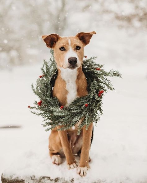 Frida Enamorada (@fridaenamorada) • Instagram photos and videos Dog Photoshoot Christmas, Christmas Dog Photoshoot, Hot Dog Bar Ideas, Big Dog Small Dog, Christmas Card Photo Ideas With Dog, Christmas Dog Illustration, Pet Christmas Pictures, Dog Treats Christmas, Holiday Pet Photography