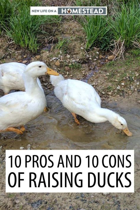 Keeping Ducks, Pekin Duck, Backyard Ducks, Duck Breeds, Duck Coop, Duck Farming, Raising Ducks, Raising Farm Animals, Dust Bath