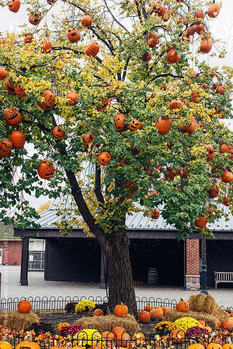 Halloween Yard Tree Decorations, Hanging Pumpkins From Trees, Pumpkin Tree Decorations, Halloween Decorations For Trees Outside, Halloween Pumpkin Display, Pumpkin Patch Ideas, Hanging Pumpkins, Pumpkin Patch Birthday, Pumpkin Tree