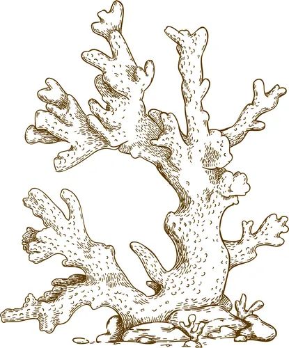 Corals hand drawn Royalty Free Vector Image - VectorStock Coral Vector, Coral Illustration, Coral Reef Drawing, Coral Tattoo, Underwater Tattoo, Coral Drawing, Coral Reef Art, Scrapbook Overlay, Ocean Tattoos