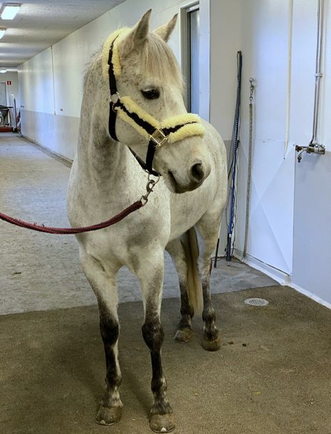 Connemara Horse, Connemara Pony, Baby Pony, Riding School, English Horse, Equestrian Girls, Horse Aesthetic, Most Beautiful Horses, Grey Horse