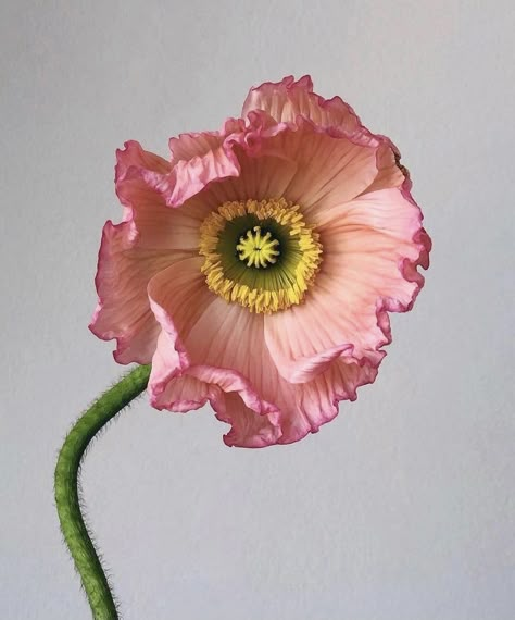 Poppy Flower Drawing, Pink Flowers Photography, Dior Pants, Vase Project, Icelandic Poppies, Flower Drawing Design, Whimsical Artwork, Watercolor Subjects, Flower Red