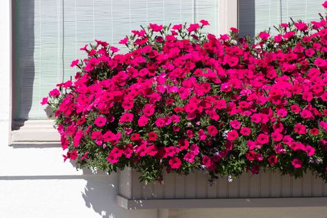 Window Box Flowers For Sun, Full Sun Planters, Railing Flower Boxes, Planter Boxes Flowers, Summer Planting, Full Sun Garden, Fall Window Boxes, Balcony Flower Box, Full Sun Flowers