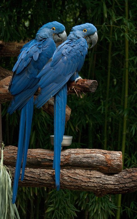 Hyacinth Macaw, Birds, Blue