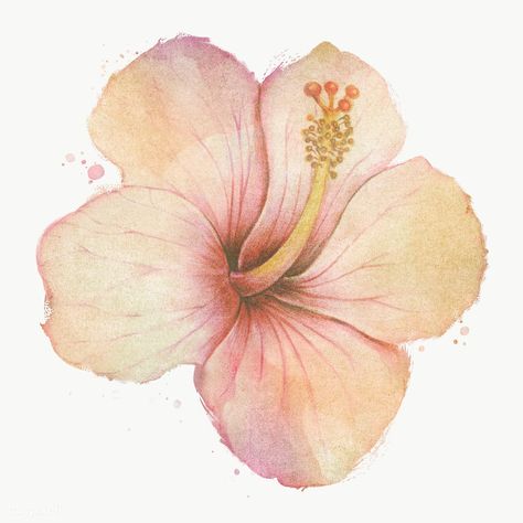 Hand drawn beige hibiscus flower watercolor style  design element | free image by rawpixel.com / PLOYPLOY Hibiscus Flower Watercolor, Hibiscus Drawing, Hibiscus Watercolor, Flowers Hibiscus, Watercolor Flower Background, Yellow Hibiscus, White Hibiscus, Hand Images, Type Shi