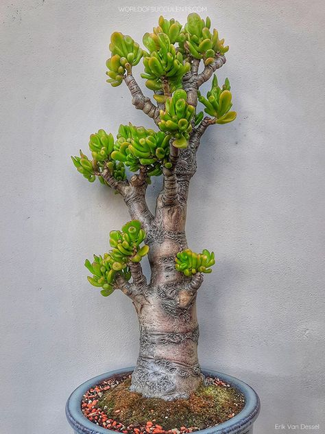 Crassula Gollum, Plant Pot Ideas, Gollum Jade, Jade Plant Bonsai, Tree With Branches, Jade Bonsai, Jade Tree, Bonsai Tree Types, Plant Installation