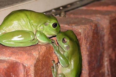 Animals Kissing, Whites Tree Frog, Green Frogs, Pet Frogs, Frog Pictures, Frog Art, Frog And Toad, Tree Frogs, Reptiles And Amphibians