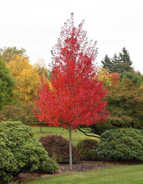 Acer rubrum 'Redpointe' ® - Boething Treeland Farms Acer Trees, Acer Rubrum, Winter Shrubs, Red Maple Tree, Biennial Plants, Summer Flowering Bulbs, Calathea Plant, Colour Photo, Yellow Plants