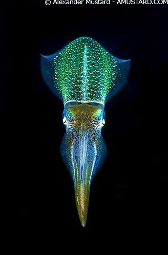 Caribbean glowing squid (cuttlefish?) can be seen during guided night dives. This is definitely on my bucket list Bioluminescent Squid, Bioluminescence Creatures, Bioluminescent Fish, Creature Marine, Fauna Marina, Dark Water, Deep Sea Creatures, Life Aquatic, Beautiful Sea Creatures